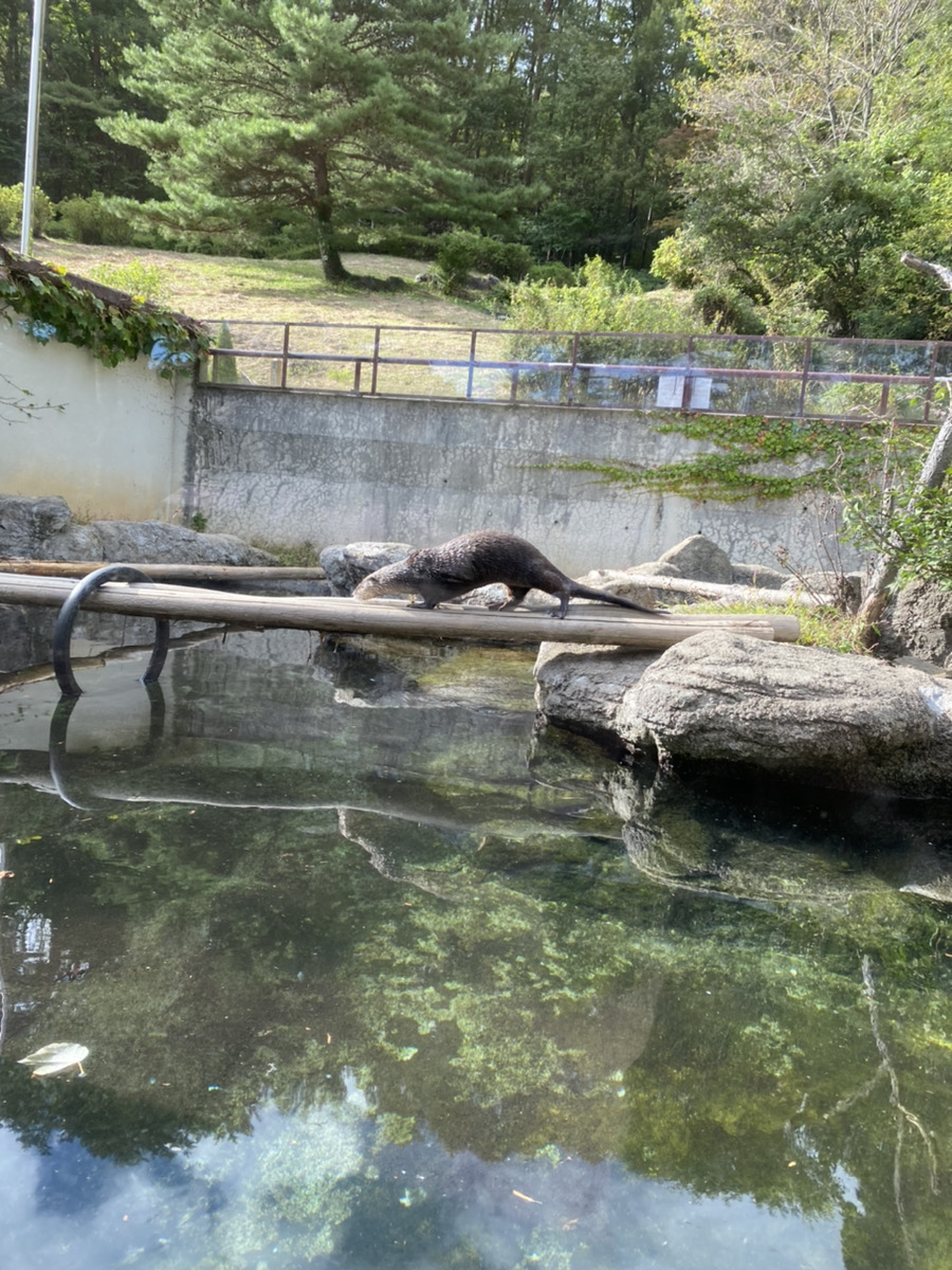 Read more about the article カワウソに会ってきました💖